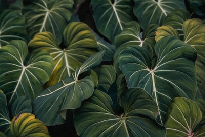 青芋